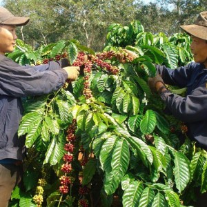 Đắk Lắk phát động cuộc thi cà phê đặc sản Việt Nam 2023