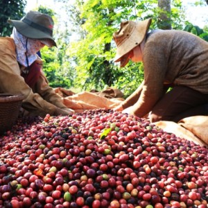 Hướng tới sản xuất và cung ứng cà phê không gây mất rừng