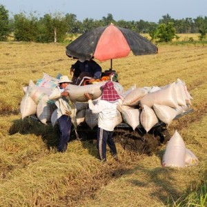 Giá gạo xuất khẩu của Việt Nam duy trì ở gần mức cao nhất trong 2 năm