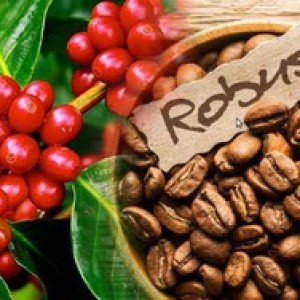 Xuất khẩu cà phê Việt Nam sang Mỹ: Nhiều tín hiệu tích cực